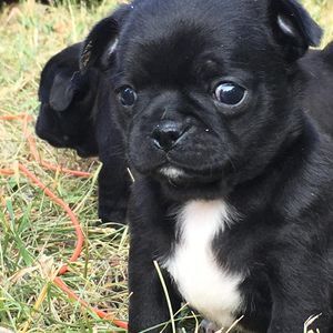 Meet your Posher, Marion